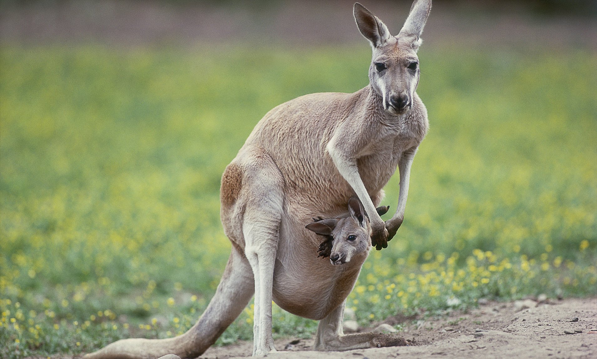 Kangaroo. Сумчатые кенгуру. Кенгуру животное Австралии. Серый австралийский кенгуру. Сумка кенгуру животное.