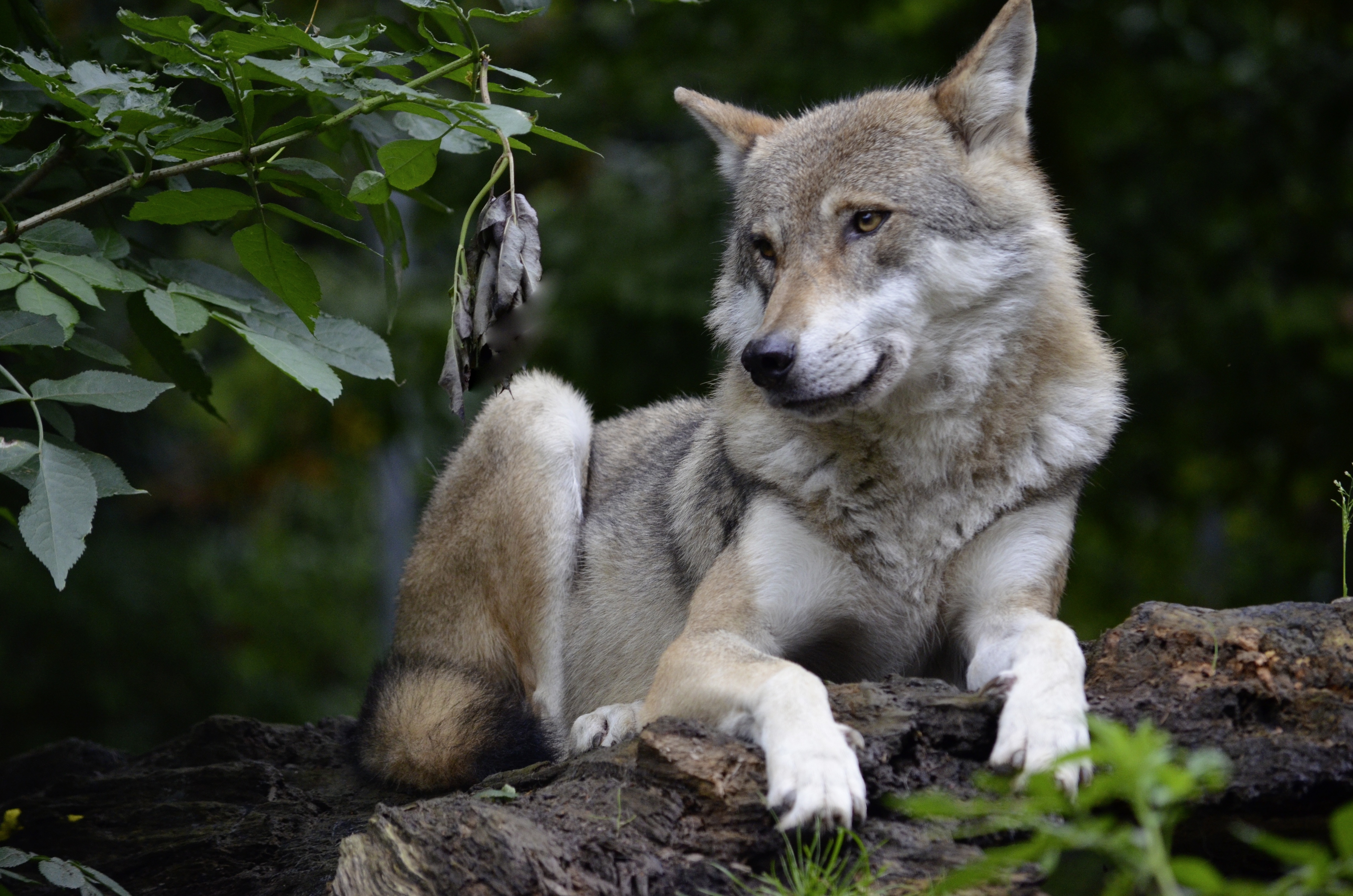 Про зверей волков. Кенайский волк canis Lupus alces. Мегафауны волк. Волк серый обыкновенный. Изображение волка.