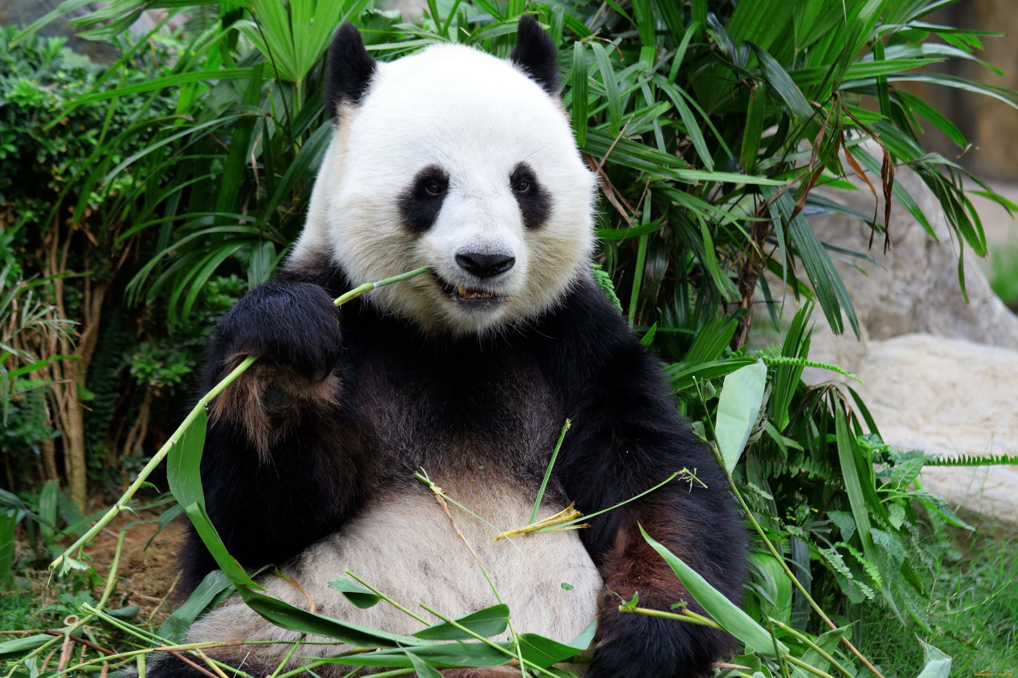 Большая Панда бамбуковый медведь обитает в
