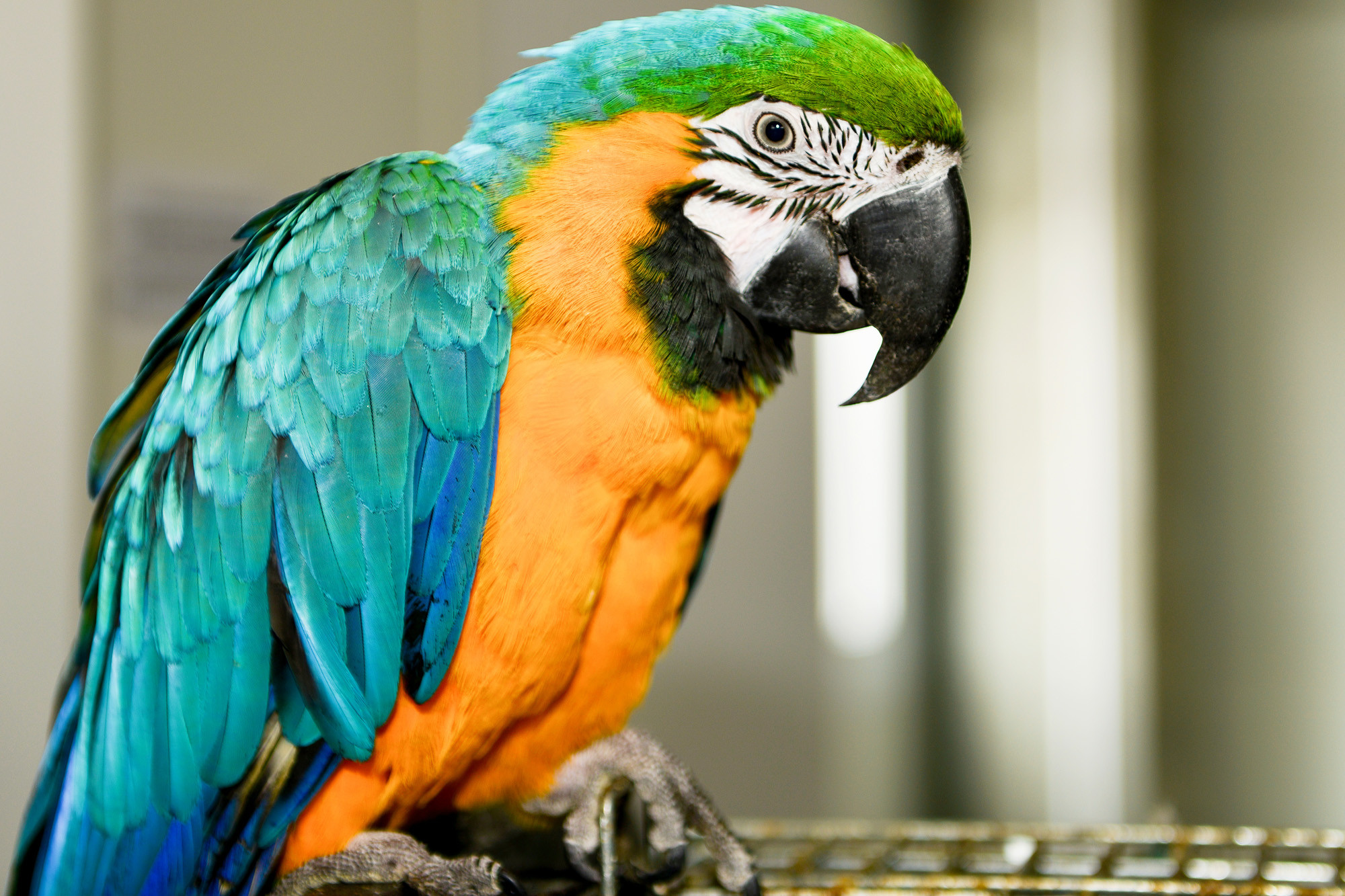 Parrots are the pets. Желтолобый Амазон. Попугай ара. Попугай Паррот. Андский высокогорный попугай.